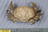 藏品(奧氏鎧蟹)的圖片